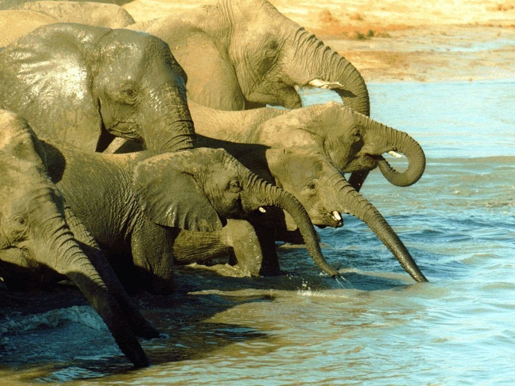 Elephants - 021